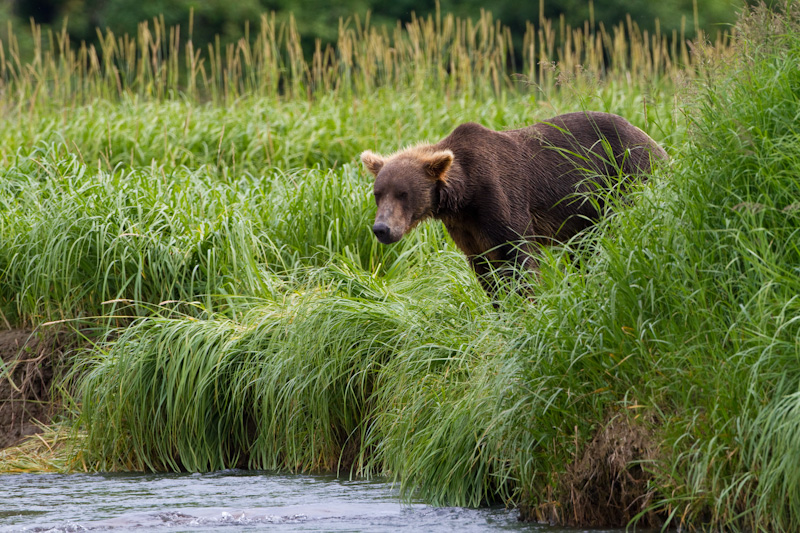 Grizzly Bear At Rivers Edge